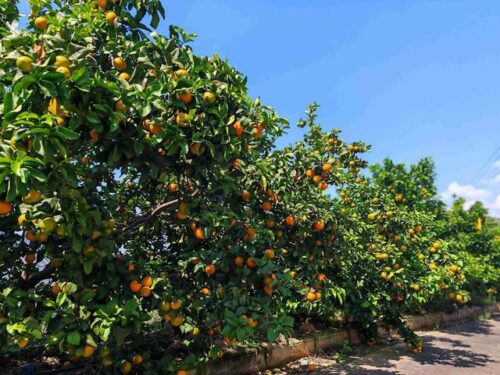 会理金砂柑橘园：规模化种植金秋沙糖橘，实现生态与经济效益双赢-会东网
