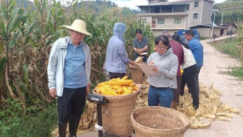 凉山州会东县玉米马铃薯高产示范片测产验收成效显著-会东网