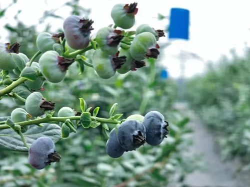 会东县蓝莓现代农业产业园区：科技驱动，采摘季再迎丰收插图2