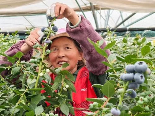 会东县蓝莓现代农业产业园区：科技驱动，采摘季再迎丰收插图4