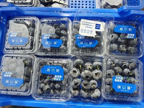 会东县蓝莓现代农业产业园区：科技驱动，采摘季再迎丰收插图5