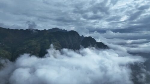 会东县淌塘镇老鹰茶种植产业-会东网