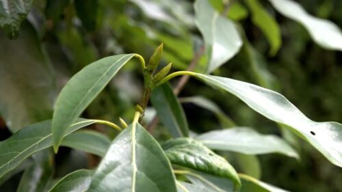 会东县淌塘镇老鹰茶种植产业插图1
