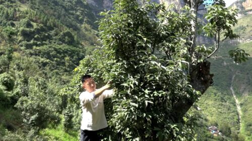 会东县淌塘镇老鹰茶种植产业插图2