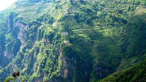 会东县淌塘镇老鹰茶种植产业插图3