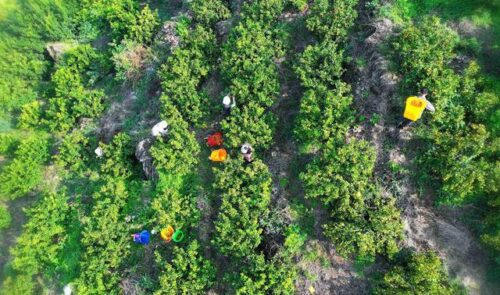 会理金砂柑橘园：规模化种植金秋沙糖橘，实现生态与经济效益双赢插图1