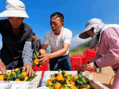 会理金砂柑橘园：规模化种植金秋沙糖橘，实现生态与经济效益双赢插图3
