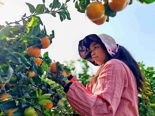会理金砂柑橘园：规模化种植金秋沙糖橘，实现生态与经济效益双赢插图4