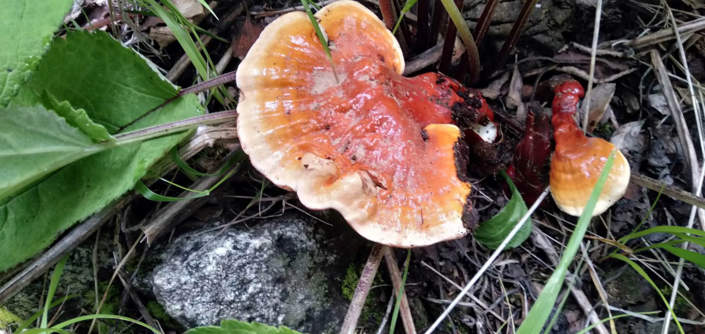 冕宁：美食与特产的宝藏之地插图8