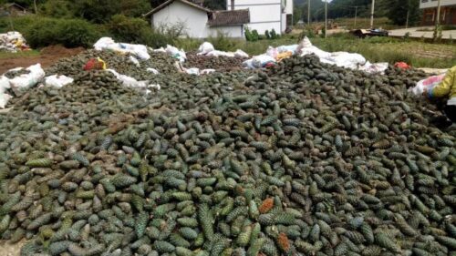 中国国家地理标志产品___会东松籽插图7 中国国家地理标志产品___会东松籽插图7