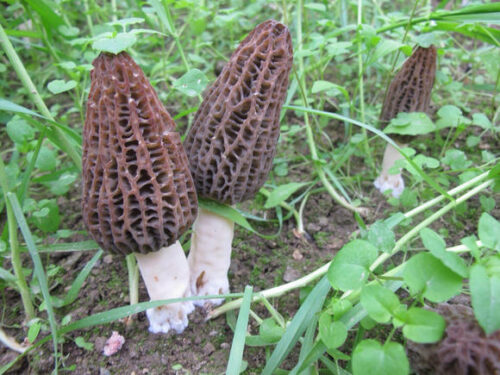 魅力喜德:美食与特产的宝藏之地插图2 魅力喜德:美食与特产的宝藏之地插图2