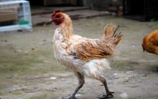 魅力金阳：美食与特产的宝藏之地插图7