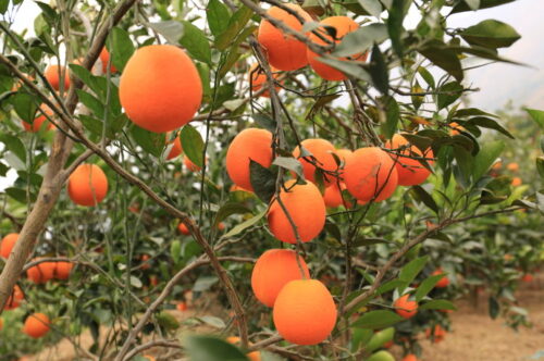 舌尖上的雷波县：美食与土特产的盛宴插图5