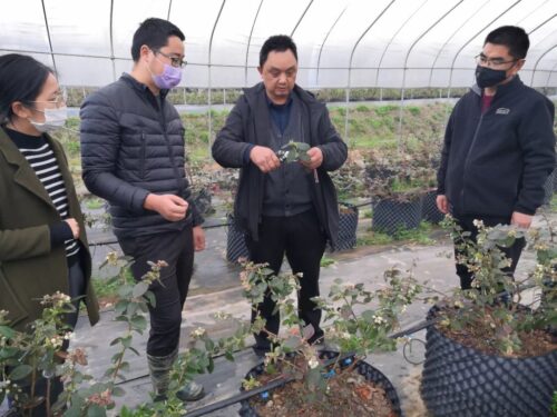 凉山晴天蓝果业有限公司蓝莓大不同插图1