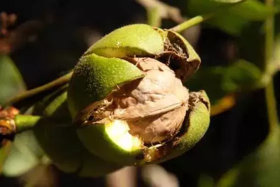 木里县:藏区美食与特产的宝藏之地插图6 木里县:藏区美食与特产的宝藏之地插图6