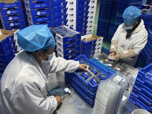 会东县：清洁能源引领绿色发展，蓝莓产业助力乡村振兴-会东网