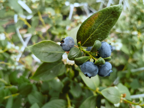 会东县蓝莓现代农业产业园区：早熟上市，填补市场空缺，助力乡村振兴-会东网