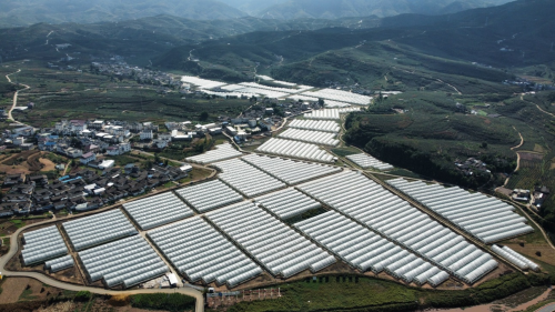 会东县蓝莓现代农业产业园区：早熟上市，填补市场空缺，助力乡村振兴插图2