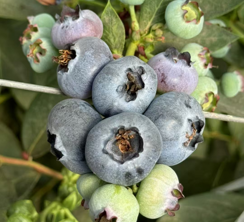 会东县蓝莓现代农业产业园区：早熟上市，填补市场空缺，助力乡村振兴插图1