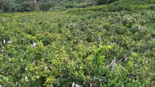 光明村闲置土地变“金果园”，爱媛“果冻橙”促增收-会东网