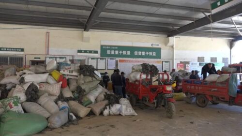 会东县烟草专卖局：废旧地膜回收，助力绿色烟草农业发展-会东网