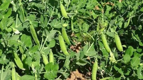铁柳镇秋豌豆大丰收:农业现代化助力乡村振兴-会东网