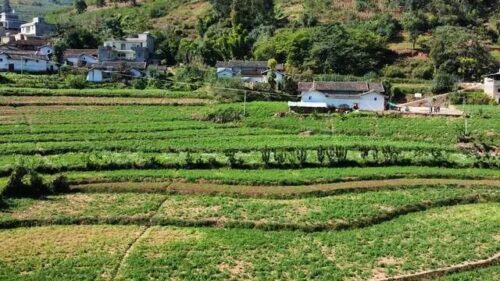 铁柳镇秋豌豆大丰收：农业现代化助力乡村振兴插图4