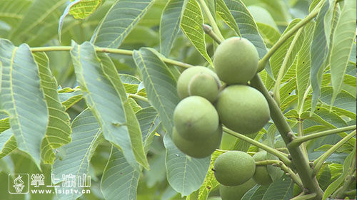 宁南县:美食与特产的宝库插图9 宁南县:美食与特产的宝库插图9