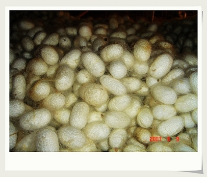 宁南县:美食与特产的宝库插图6 宁南县:美食与特产的宝库插图6