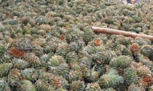 中国国家地理标志产品___会东松籽-会东网