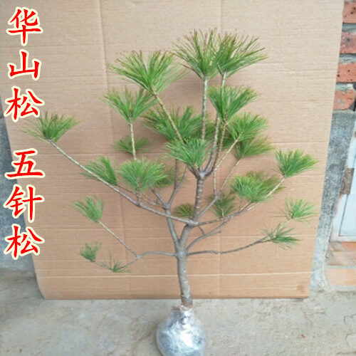 会东华山松：生态与经济共舞的绿色宝藏插图3