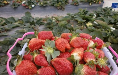 德昌美食与特产：舌尖上的独特魅力插图7