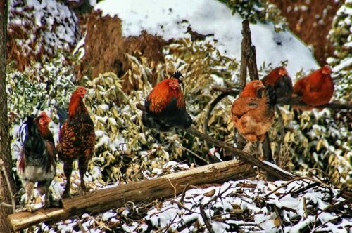 魅力喜德：美食与特产的宝藏之地-会东网