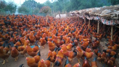 魅力喜德:美食与特产的宝藏之地插图4 魅力喜德:美食与特产的宝藏之地插图4