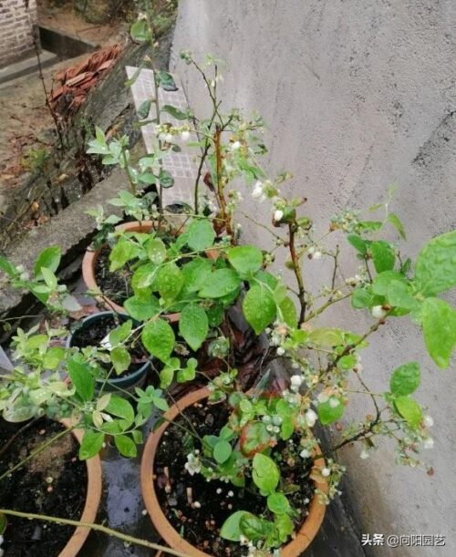 蓝莓种植对土壤的酸碱度要求?插图3