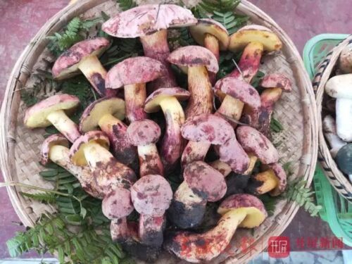 魅力昭觉：舌尖上的宝藏之地插图8