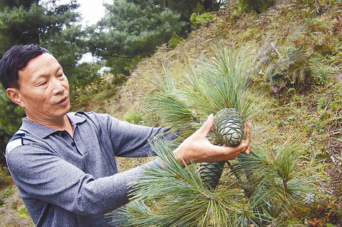 会东华山松：生态与经济共舞的绿色宝藏插图2