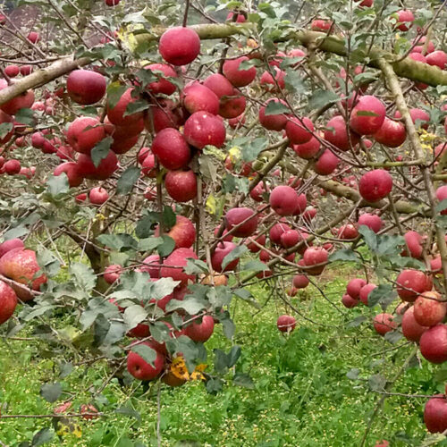 盐源美食:舌尖上的宝藏之地插图7 盐源美食:舌尖上的宝藏之地插图7
