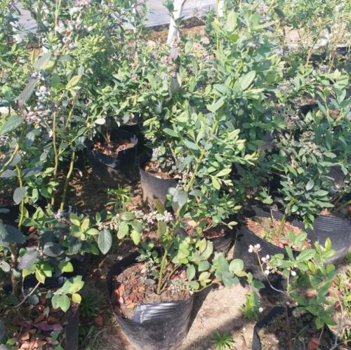 蓝莓种植对土壤的酸碱度要求?插图2
