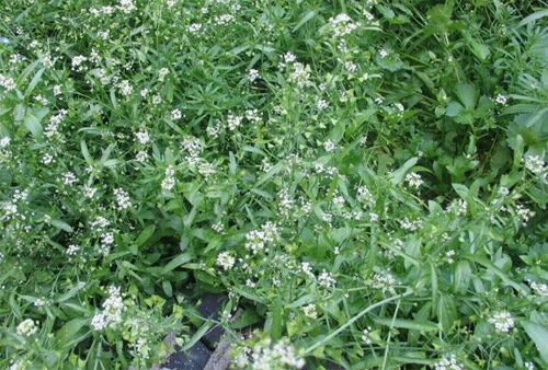 荠菜应如何种植？种植荠菜有哪些要点？-会东网