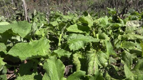 新街镇中药材种植：乡村振兴的“黄金山”-会东网