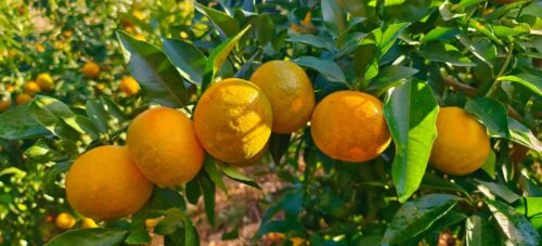 会东沿江一日游：房车营地旅行者领略自然风光，探索文旅融合新路径-会东网