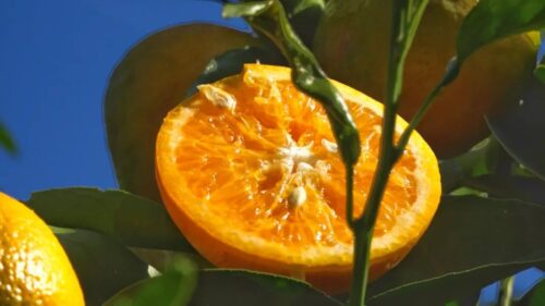 鲁吉镇沃柑丰收，照亮果农致富路，助力乡村振兴-会东网