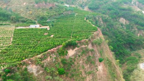 鲁吉镇沃柑丰收，照亮果农致富路，助力乡村振兴插图4