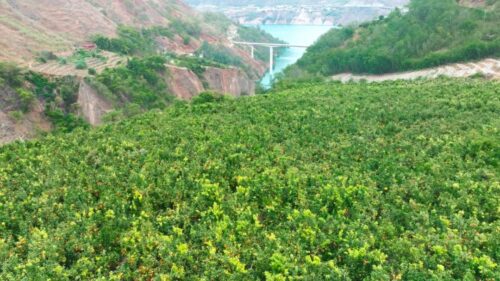 鲁吉镇沃柑丰收，照亮果农致富路，助力乡村振兴插图