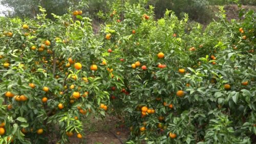 鲁吉镇沃柑丰收，照亮果农致富路，助力乡村振兴插图2