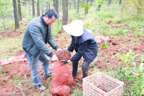 江西街乡“林下+”模式喜迎魔芋丰收，助力群众增收插图2