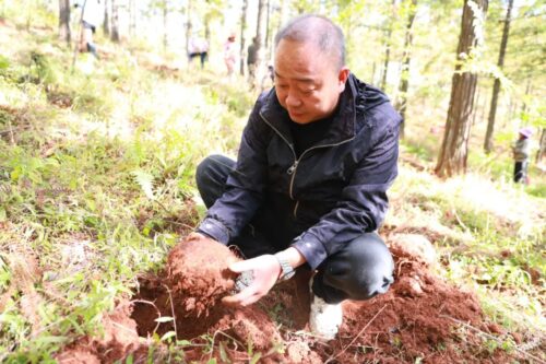 江西街乡“林下+”模式喜迎魔芋丰收，助力群众增收插图4