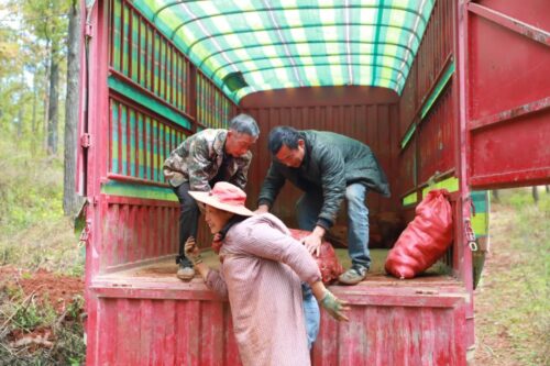 江西街乡“林下+”模式喜迎魔芋丰收，助力群众增收插图3