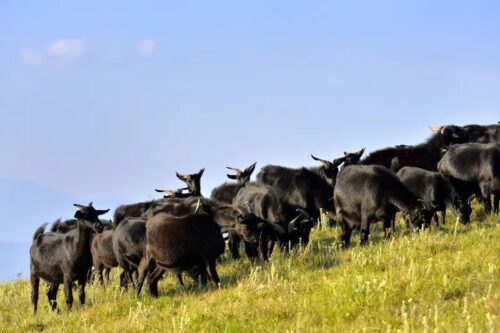 会东县堵格镇:“十四五”征程中的畜牧强音插图1 会东县堵格镇:“十四五”征程中的畜牧强音插图1